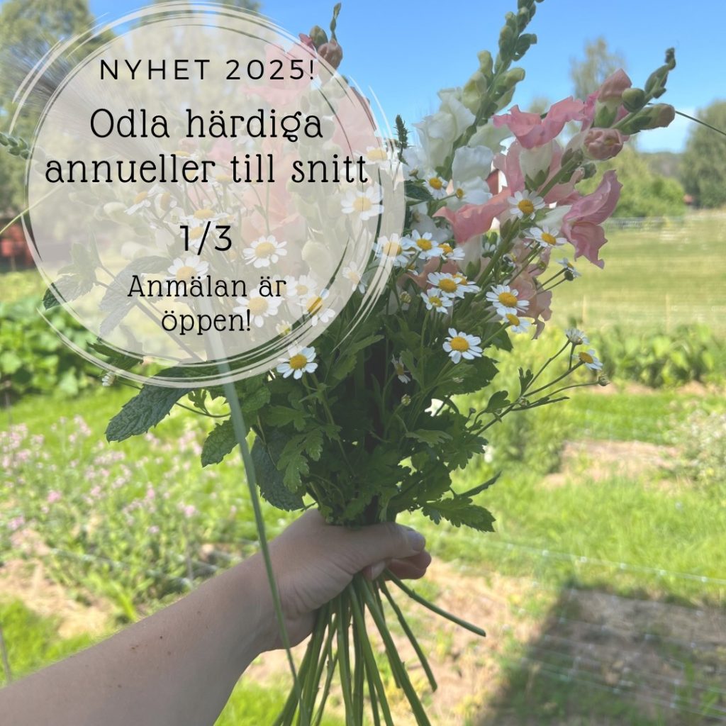 Kurs: Odla härdiga anueller till snitt