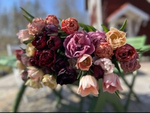 Buketter med tulpaner. Blommor till vår av Sofia Sima på Malva och Iris.