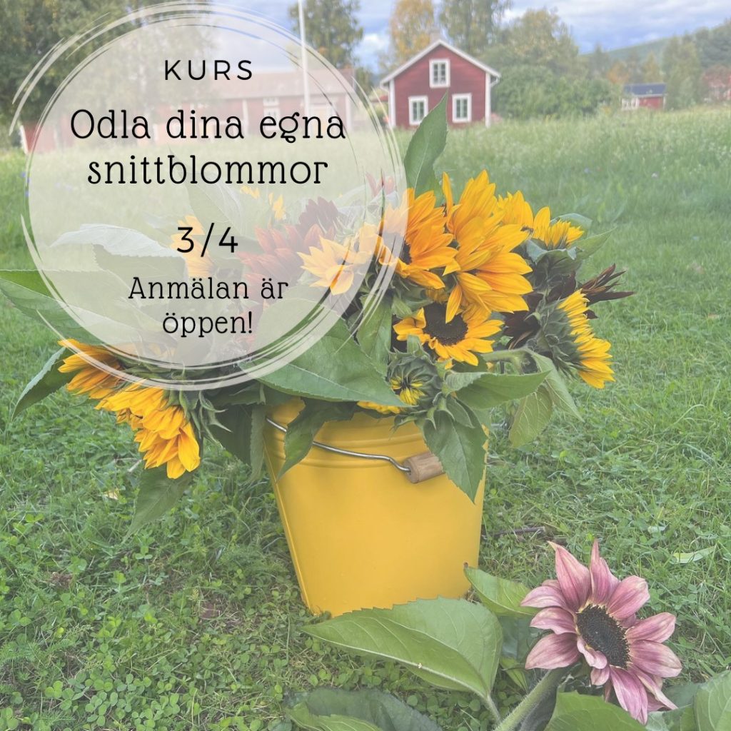 Kurs - Odla dina egna snittblommor med Malva och Iris