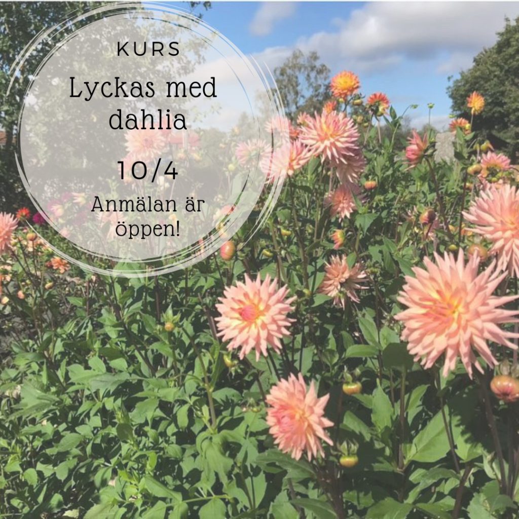 Workshop - Lyckas med Dahlia