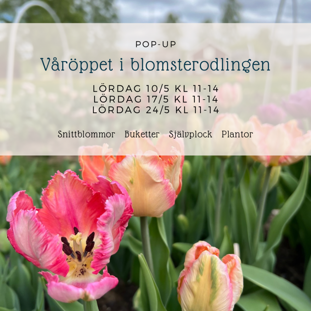 Blommande tulpaner på friland